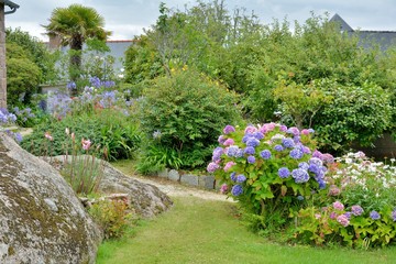 Jolis hortensias dans un jardin en Bretagne