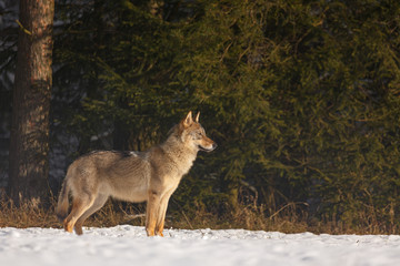 Wolf spielt im Schnee