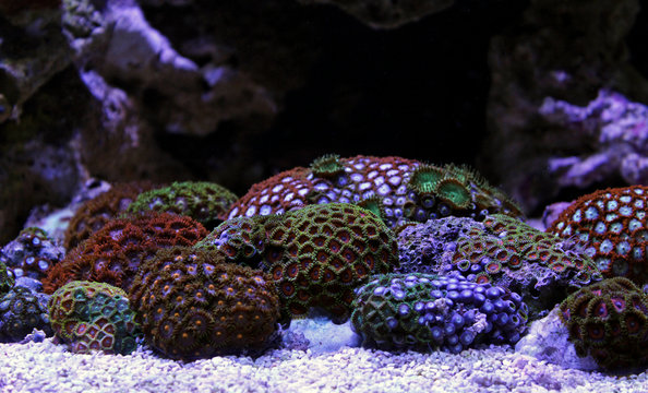 Zoas coral colony garden in coral reef aquarium tank