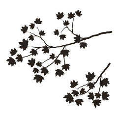 Silhouette of a tree branch on a white background. A branch of a maple with leaves. It can be used as a design element and decor element in projects and compositions. Vector illustration.