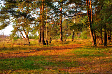 Fototapeta premium Bright morning in a pine forest in autumn.