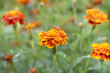 Yeşil arka plan önünde çiçekler.