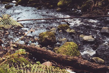 rocks in the river