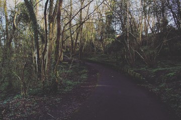 Fototapeta premium green forest