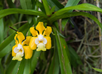 Image of a beautiful Yellow Vanda denisoniana Orchid in garden ,Thailand.