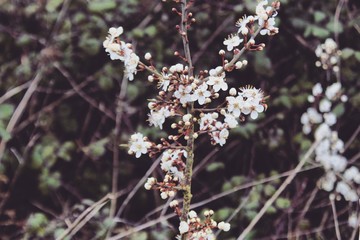 flowers