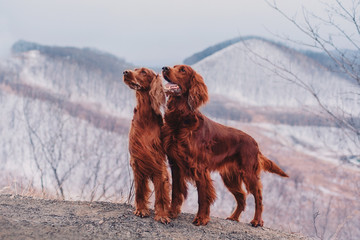 Two red  irish setters posing, mountains background