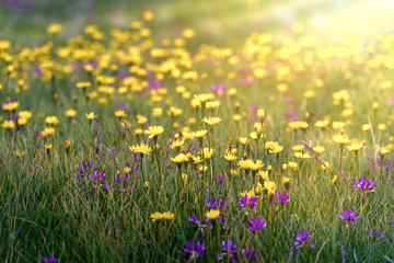 yellow flower on a grass 