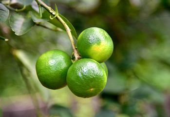 Green lemon on the tree in the garden.