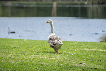 Nature, bird, animal, bird, grass, white, farm, lake, wildlife, green, park, domestic