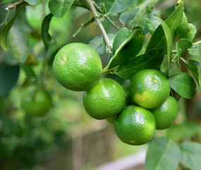 Green lemon on the tree in the garden.