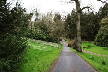 forest