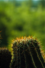 Cactus echinopsis tubiflora
