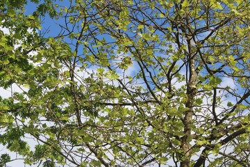 green tree and cloudy sky