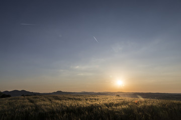 panorama field of wheat sunset