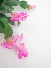 Fototapeta na wymiar Pink flowers and a bud of Schlumbergera with green leaves on white background 