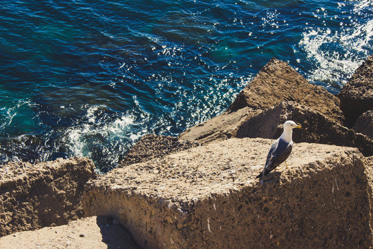 Gull. Seagull on the parapet of the waterfront of Cadiz.