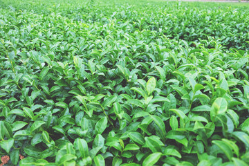 Green tea leaves in a tea plantation in morning