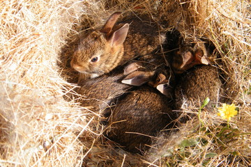 Four wild rabbit kits in a grassy nest