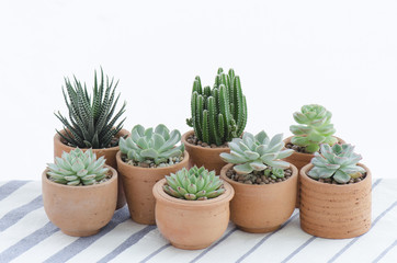 Various type of Green Flowering Succulent ,Cactus Houseplants Clay pots on blue striped table clothe