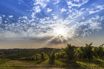 Obraz premium farming wine grape 