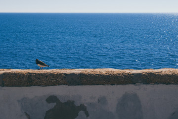 Bird. A small sea bird on the beach in Cadiz.