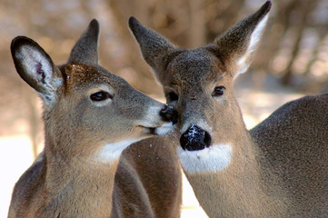 Deer kiss