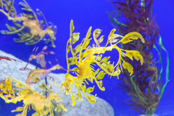 Fototapeta na wymiar Leafy Sea Dragons