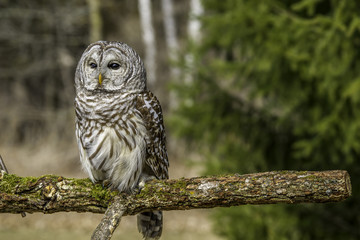 Portrait of a Barred Owl