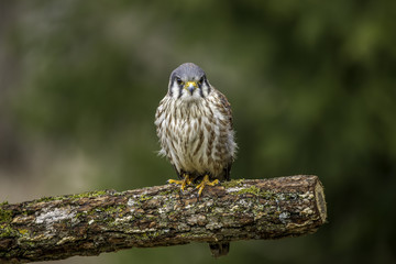 Merlin falcon