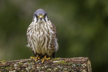 Merlin falcon