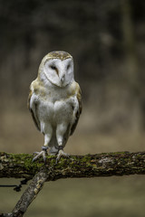 Barn Owl on a branch