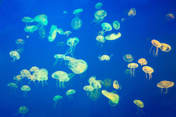 Fototapeta na wymiar Artificially Illuminated Jellyfish