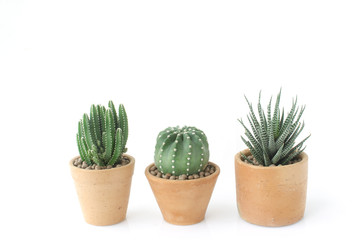 Cactus and Succulent clay pots house plants