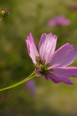 Obraz premium カメムシとコスモス