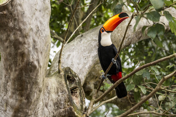 Toucan 1 © Filippo