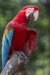 Red Parrot