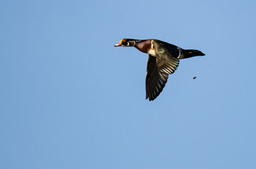 Wood Duck Pooping While Flying in a Blue Sky