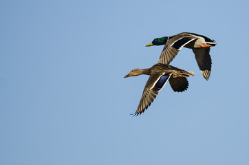 Pair of Mallard Ducks Flying in a Blue Sky