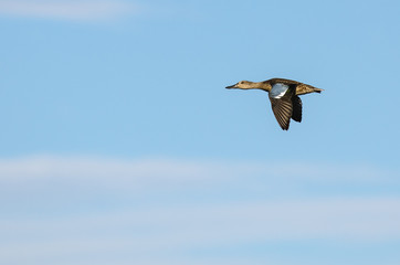 Blue-Winged Teal Flying in a Blue Sky