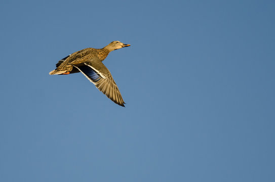 Female Mallard Duck Flying in a Blue Sky