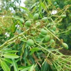 young baby green mango with flower on mango tree