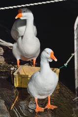 大津港のガチョウ