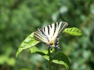Mariposa Papilio Machaon