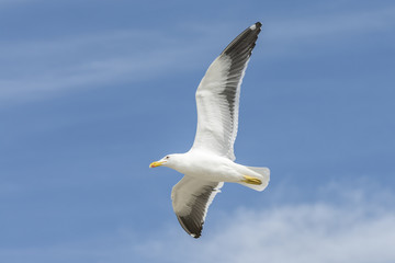 Seagull flying