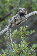 sagui 1