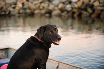 Black Labrador Retriever dog sitting in small aluminum boat