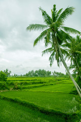 Fototapeta na wymiar Palm trees are above rice terrace