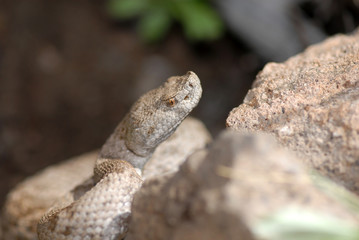 Crotalus willardi obscurus