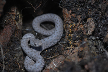 Crotalus pricei